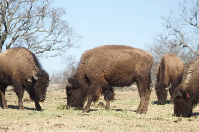 Woolaroc Museum & Wildlife Preserve - Image 1