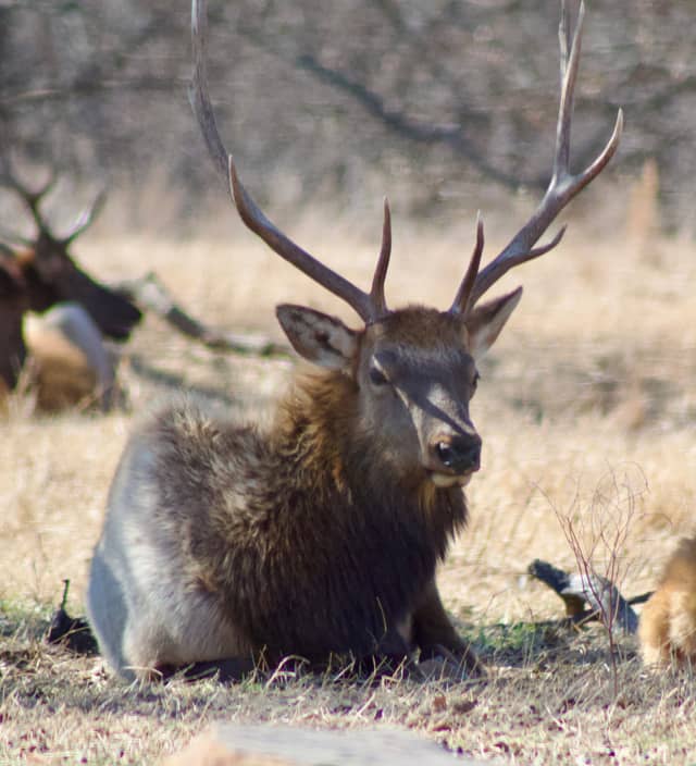 Woolaroc Museum & Wildlife Preserve - Image 1
