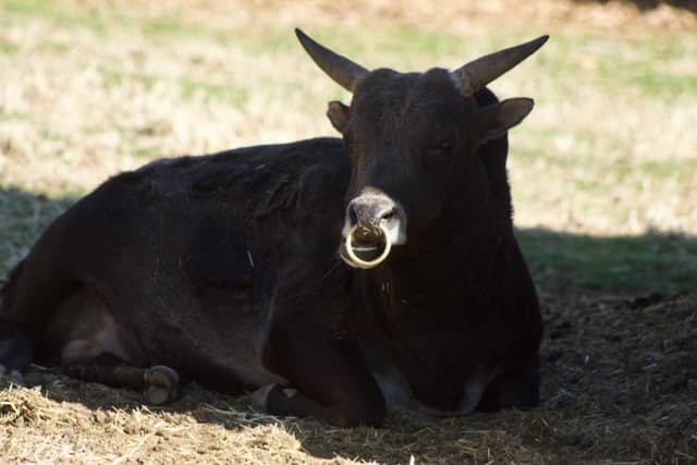 Woolaroc Museum & Wildlife Preserve - Image 1