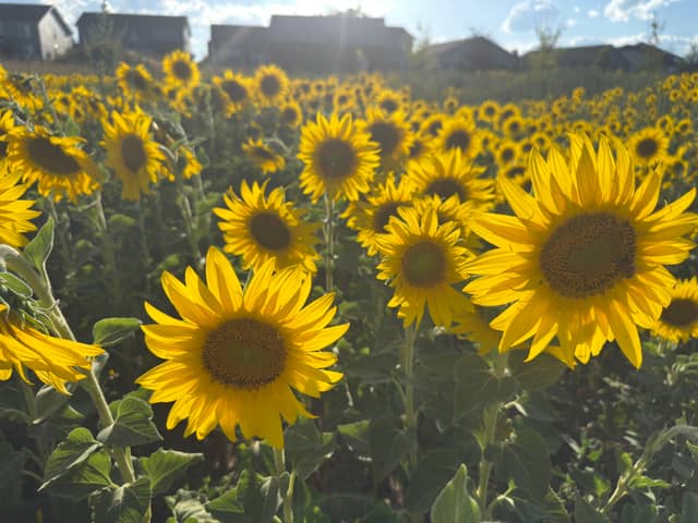 Longmont Sunflower Field - Image 1