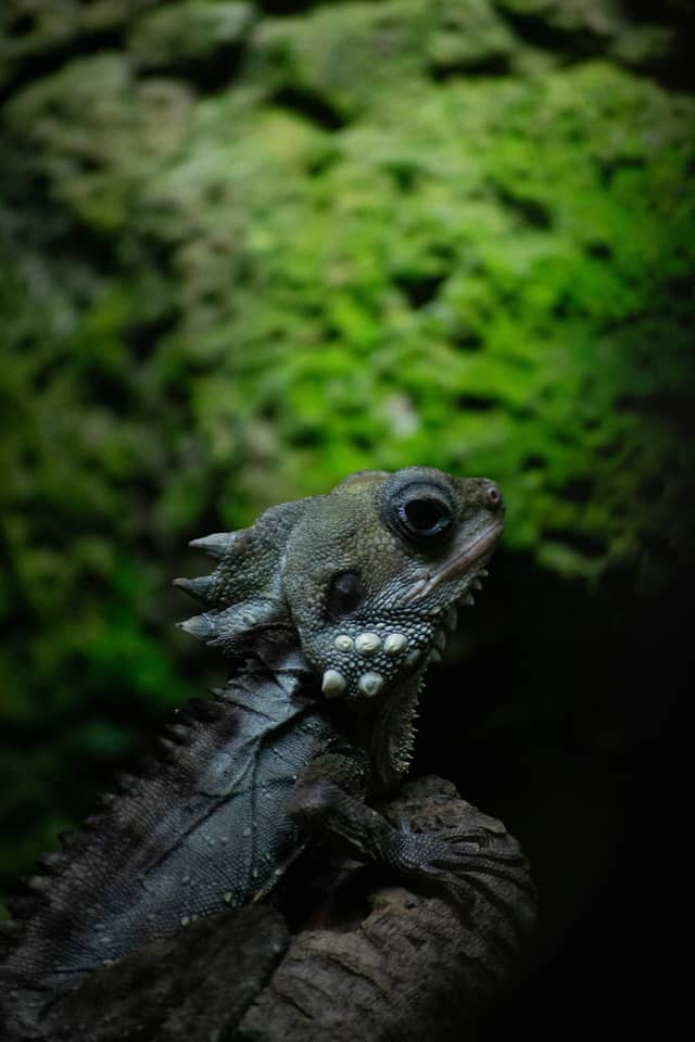 Omaha's Henry Doorly Zoo - Image 1