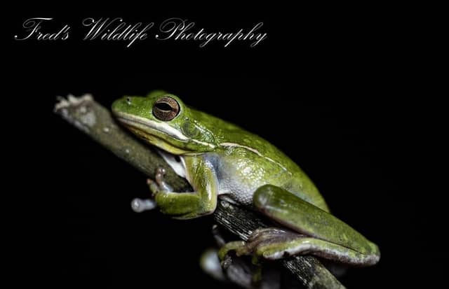 Pensacola Suburban Wildlife Habitat - Image 1