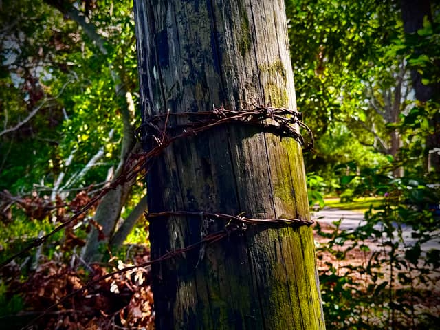 Dunedin Nature Trail Rustic Detail - Image 1