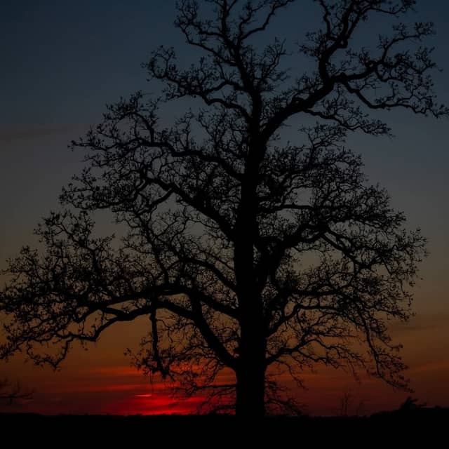 Miamisburg Sunset Tree - Image 1