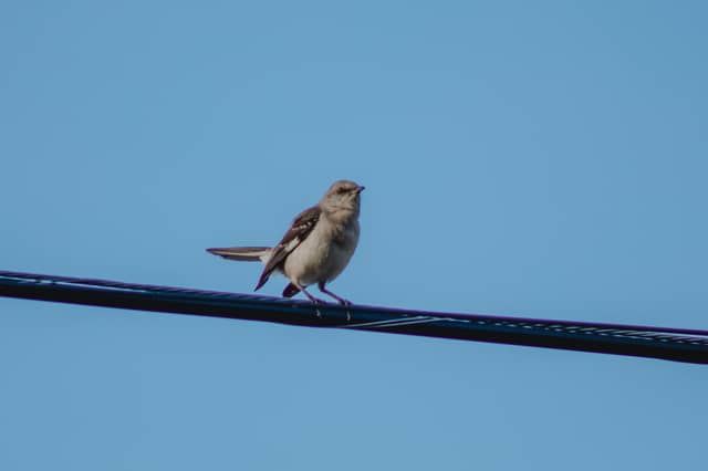 Croy Street Birding - Image 1