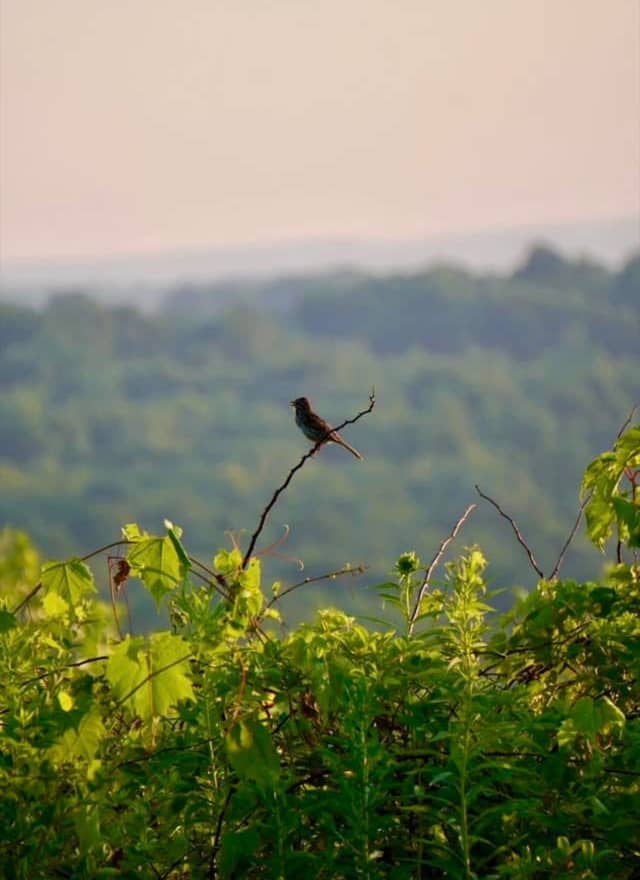 Cascade Road Countryside Overlook - Image 1