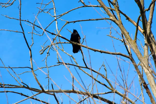 Woodland Canopy Birdwatching Spot - Image 1