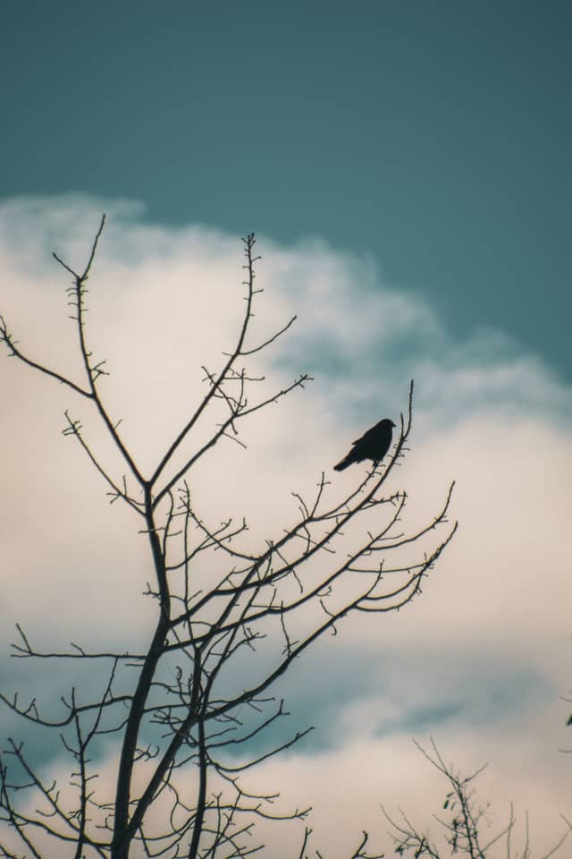 Ware River Nature Trail - Image 1