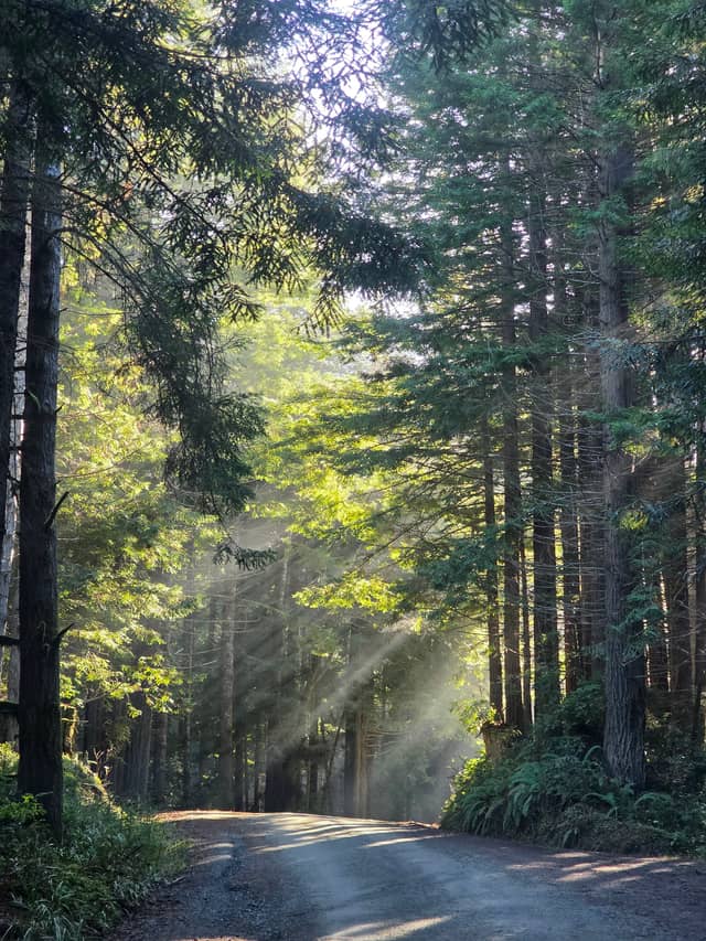 Parkway Drive Redwoods - Image 1