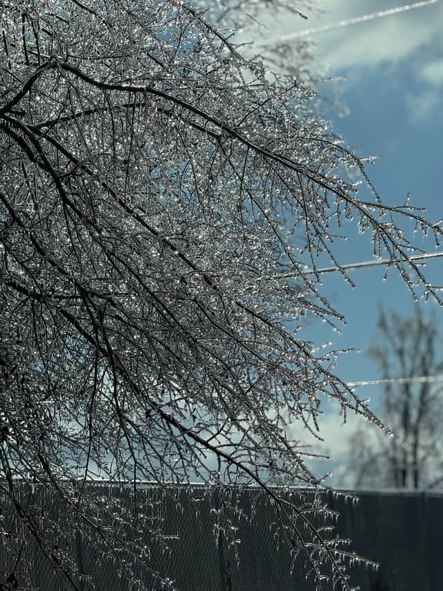 Booneville Ice Storm Trees - Image 1