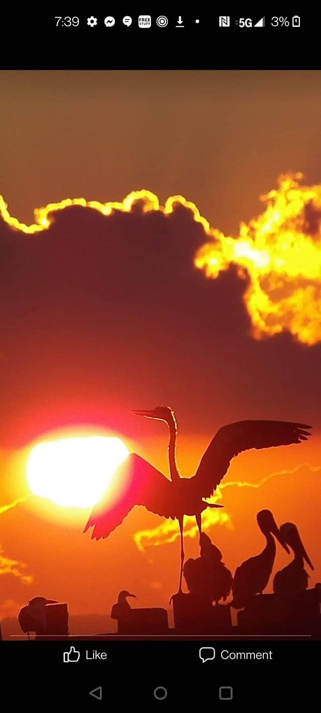 Citronelle Sunset Silhouette Spot - Image 1