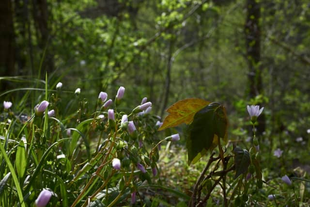 Lake Washington Woodland Wildflowers - Image 1