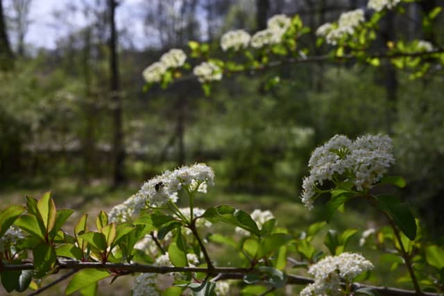 Lake Washington Spring Blossoms - Image 1