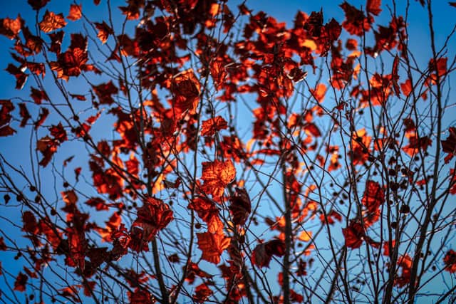Autumn Foliage Canopy - Image 1