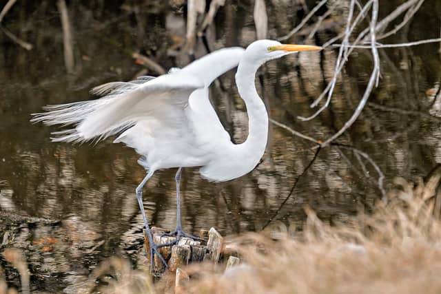 Murrells Inlet Wetlands - Image 1