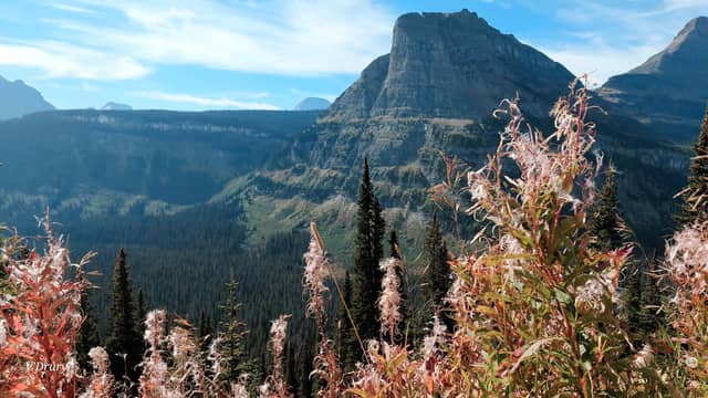 Logan Pass Overlook - Image 1