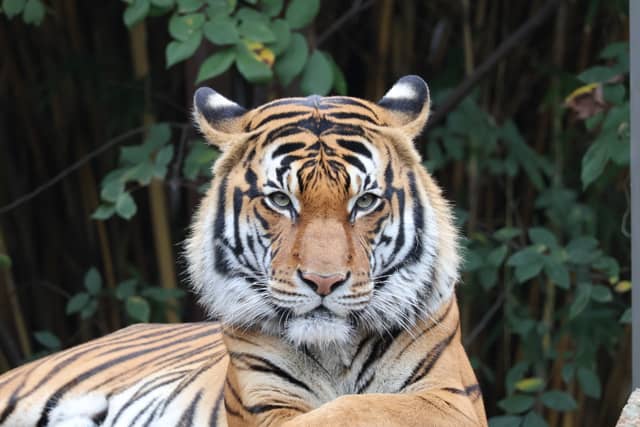Houston Zoo - Image 1