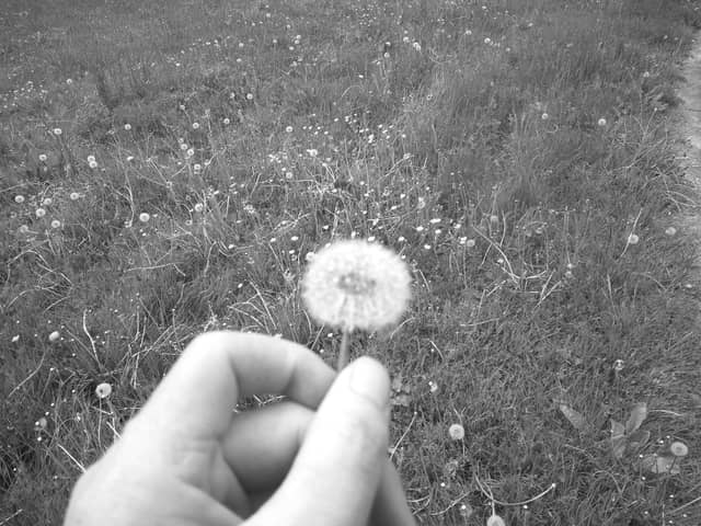 White Plains Urban Meadow - Image 1