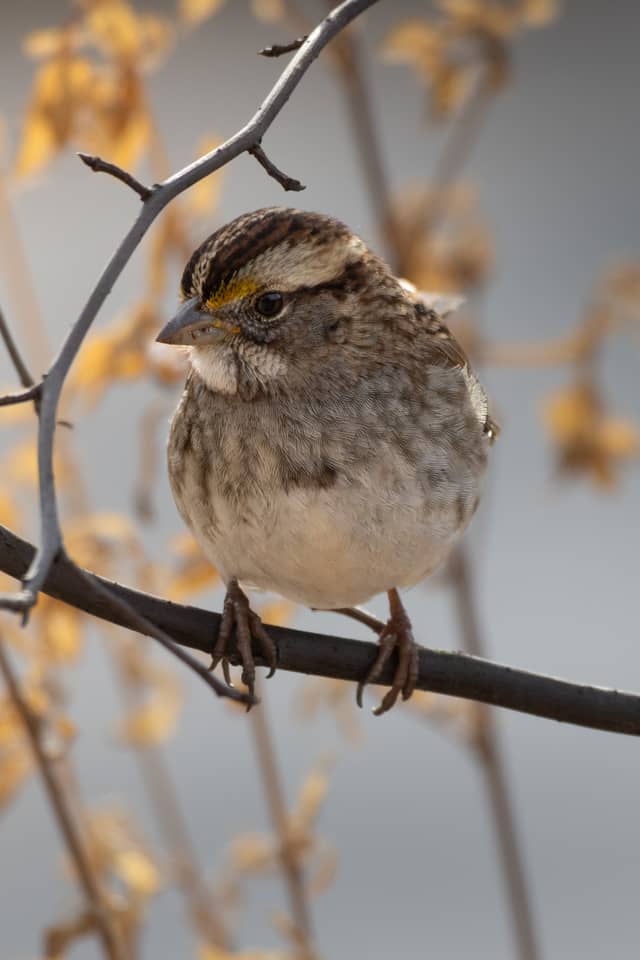 Richmond Urban Birding - Image 1