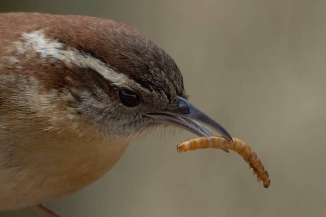 Richmond Backyard Birding - Image 1