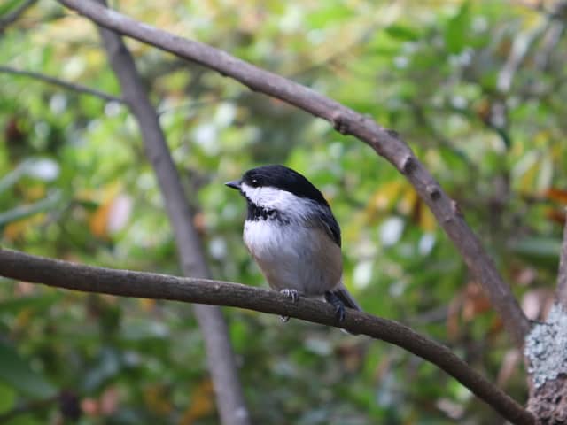 Essex County Woodland Trail - Image 1