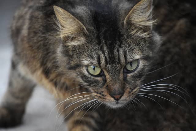 Brownsville Animal Shelter - Image 1