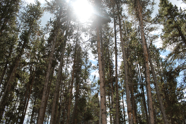 Yellowstone Lodgepole Pine Forest - Image 1