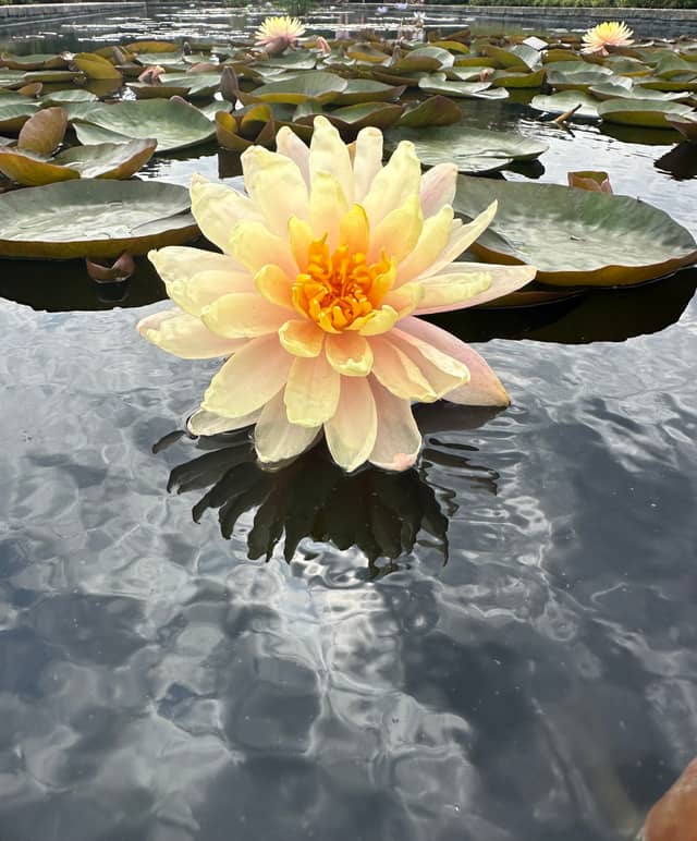 Birmingham Botanical Gardens - Image 1