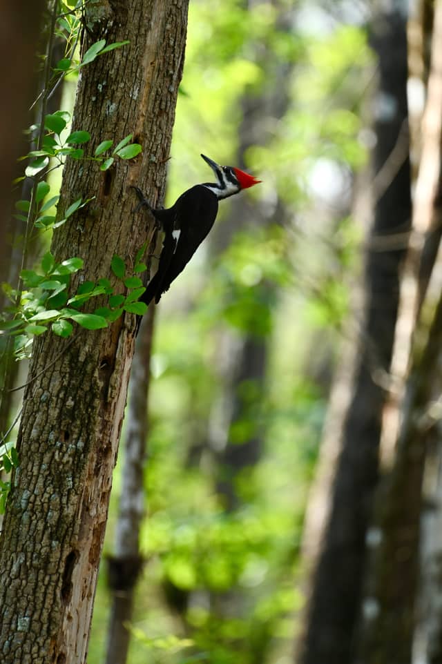 Columbia Wooded Trails - Image 1