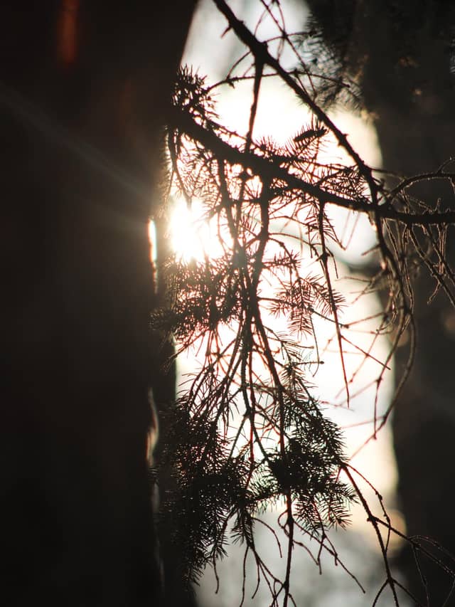 Blackwood Pine Grove - Image 1