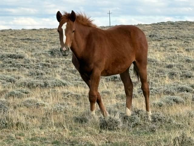 Pilot Butte Wild Horse Scenic Loop - Image 1