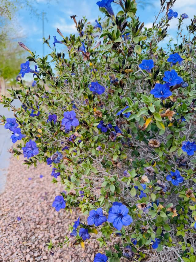 Chandler Desert Garden - Image 1
