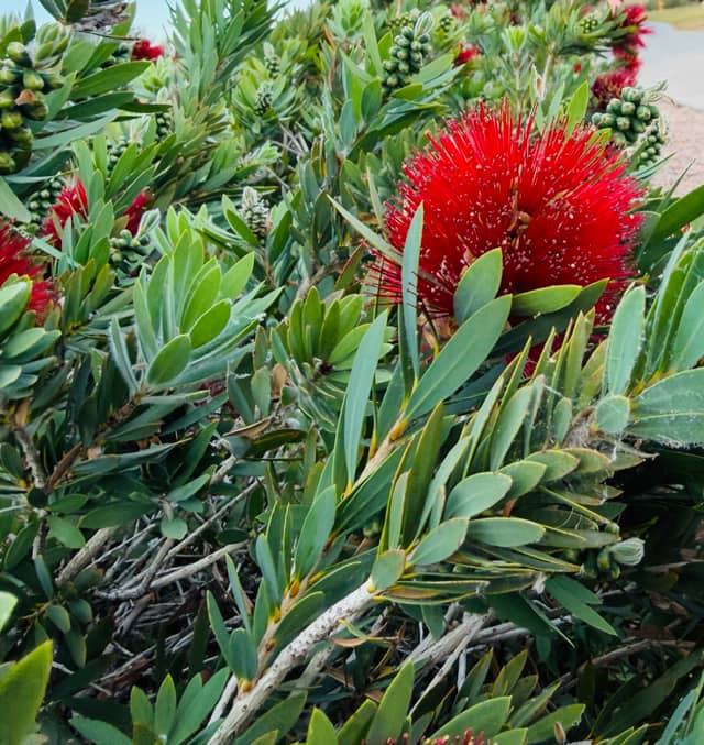 Ocotillo Landscaped Gardens - Image 1