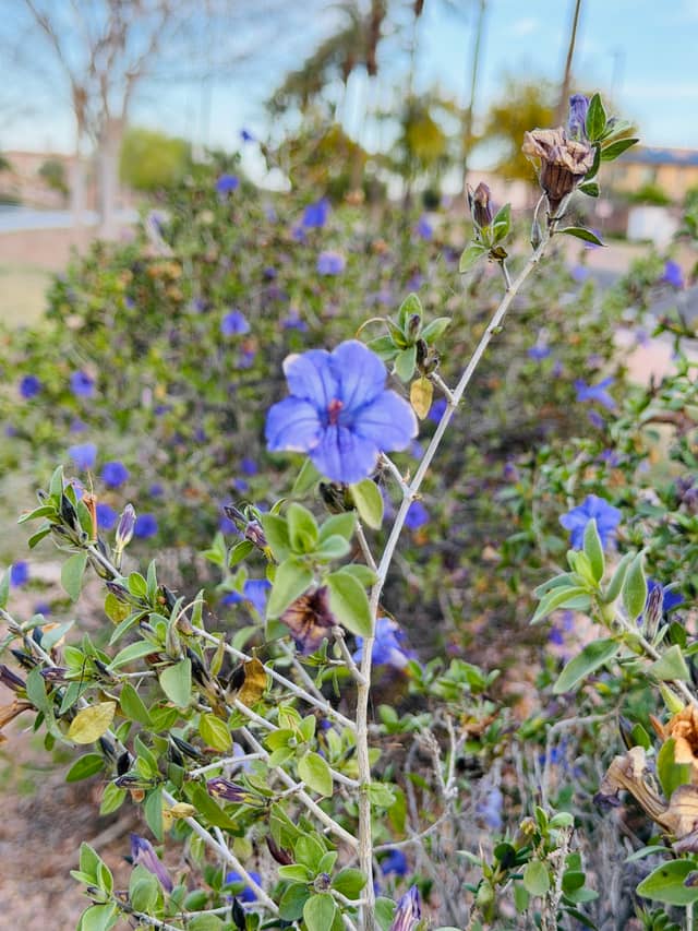 Chandler Desert Garden Blooms - Image 1