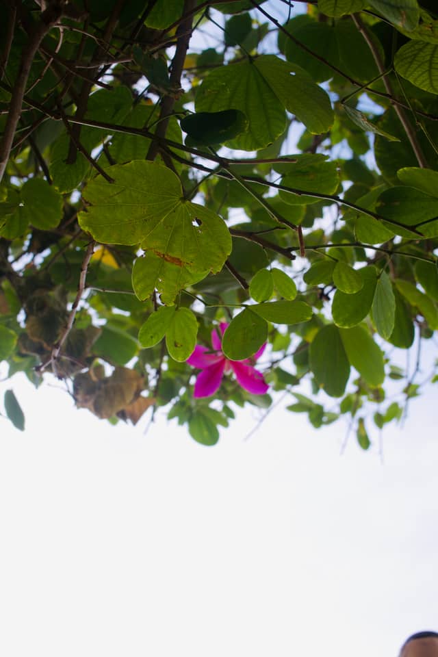 Buckeye Garden Canopy - Image 1