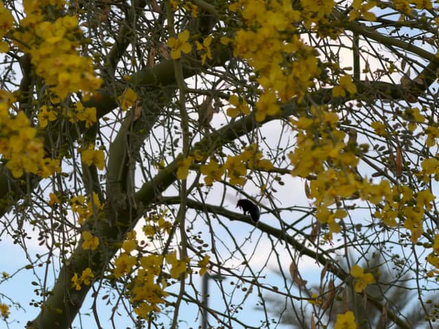 Palo Verde Bloom at Tumbleweed Park - Image 1