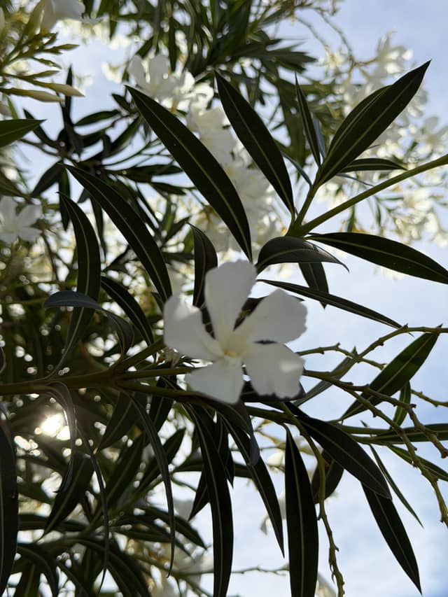 Arizona Oleander Blooms - Image 1