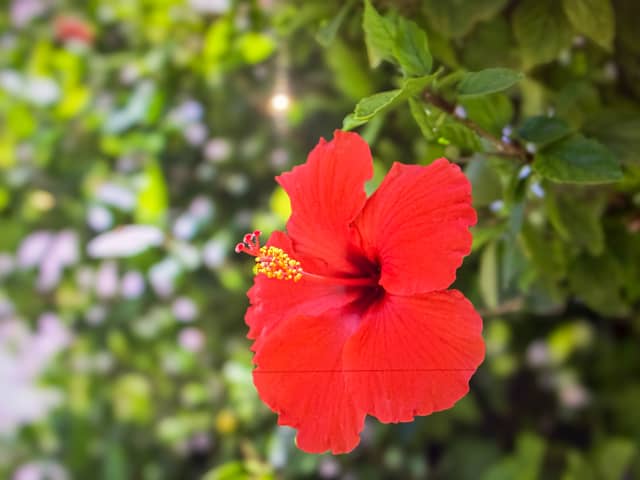 Downtown Tucson Hibiscus Garden - Image 1