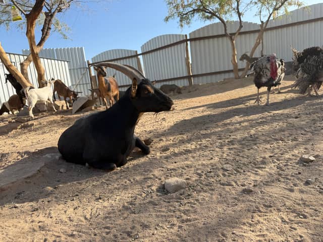 Buckeye Desert Farm - Image 1