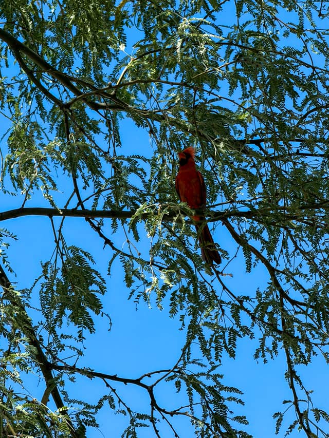Downtown Tucson Urban Wildlife - Image 1