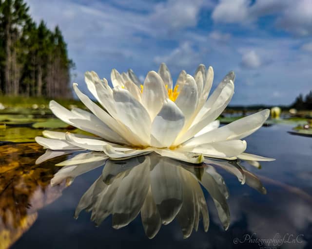 Central Florida Wetlands - Image 1