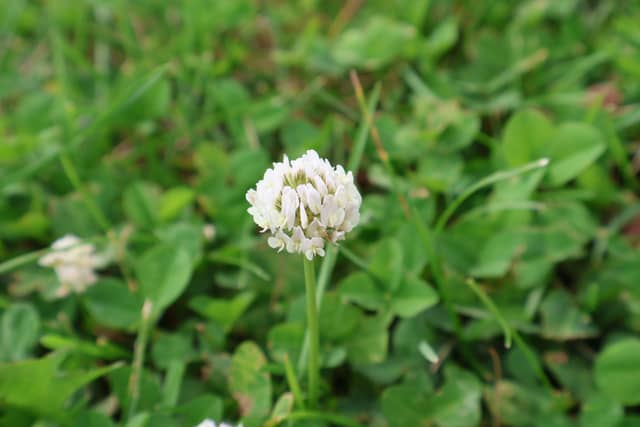 Elizabethtown Meadow - Image 1