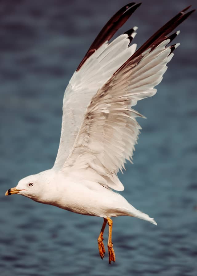 Novato Waterfowl Habitat - Image 1