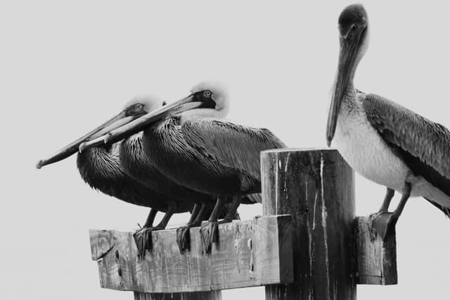 Cedar Key Dock Street Pier - Image 1