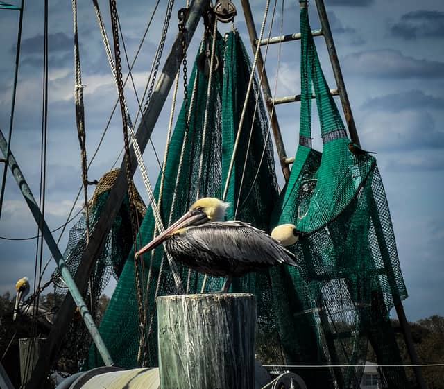 Mayport Shrimp Boat Docks - Image 1