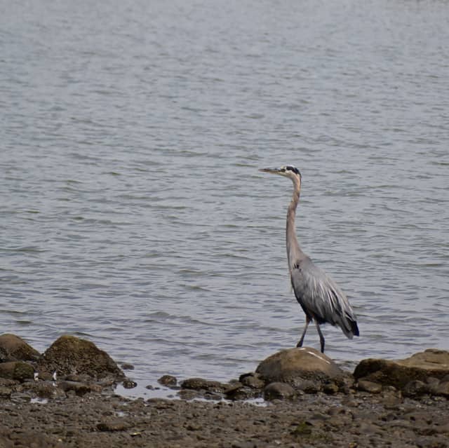 Piermont Pier - Image 1