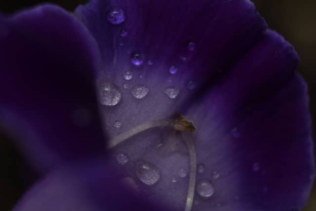 Aspen Glen Floral Garden - Image 1