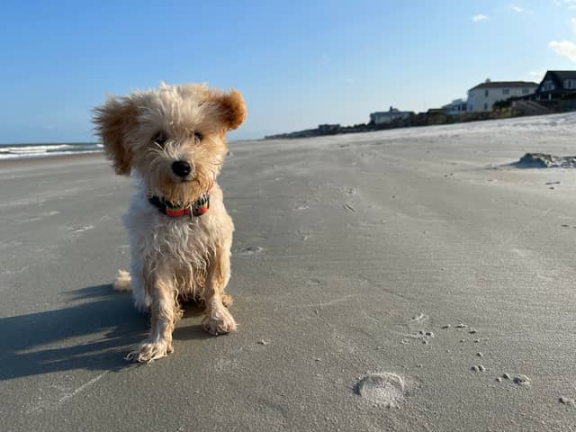 Pawleys Island Beach - Image 1
