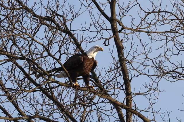 Ellicott Creek Park Wildlife Area - Image 1