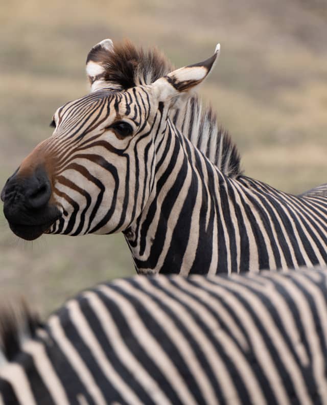 Exotic Wildlife Ranch - Image 1